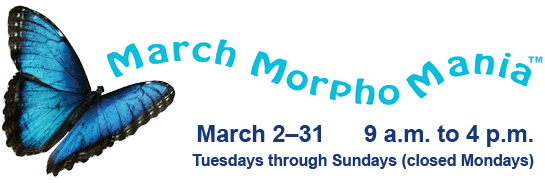 March Morpho Mania