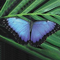 Butterfly House and Gift Store
