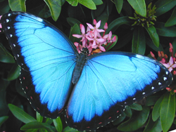 Blue Morpho